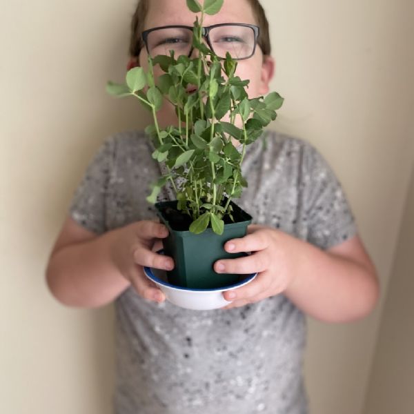 Aidan's Plant